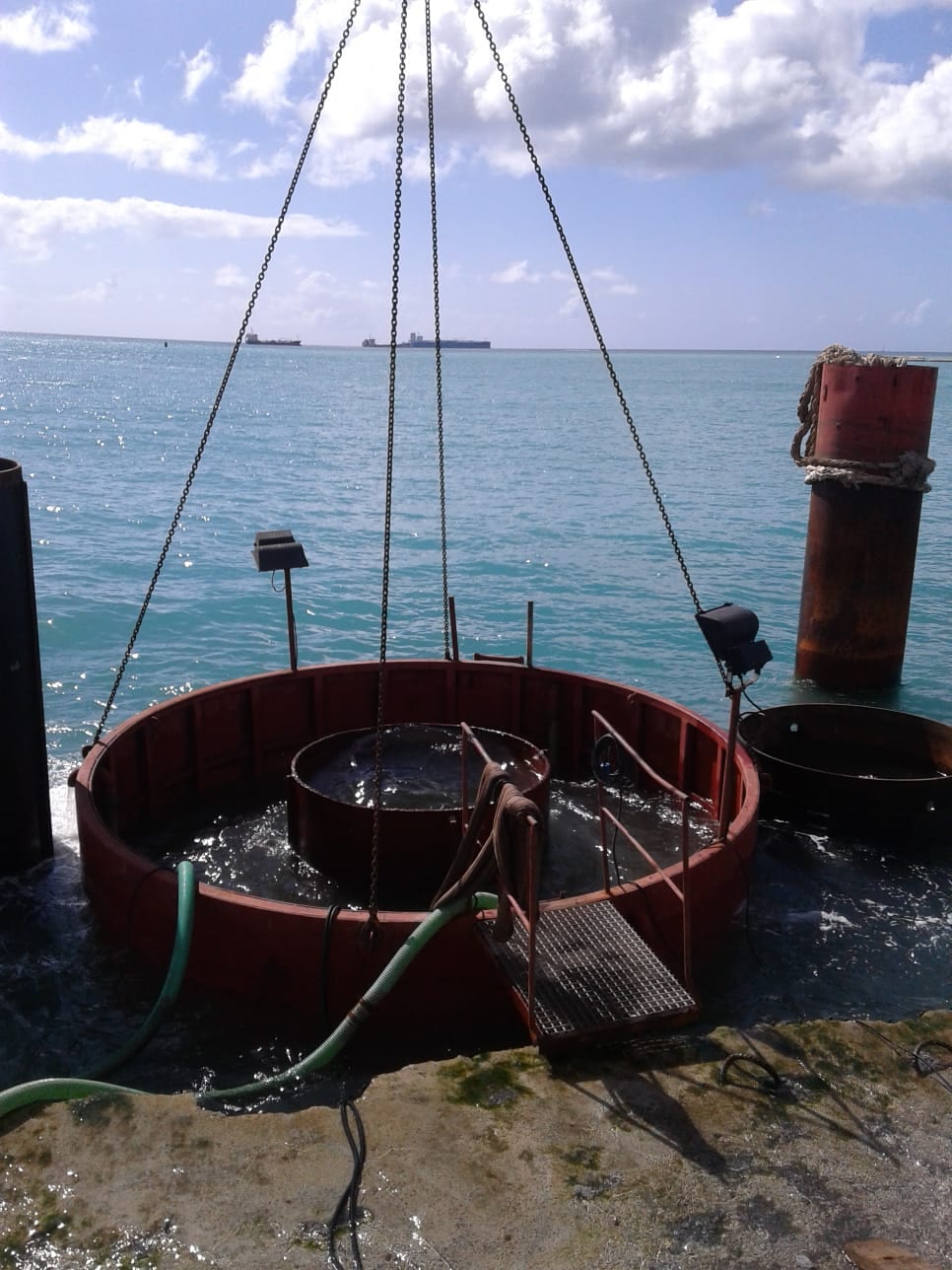 Piling jetty construction, Mauritius Port