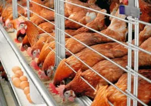 Sourced from the finest Chickens