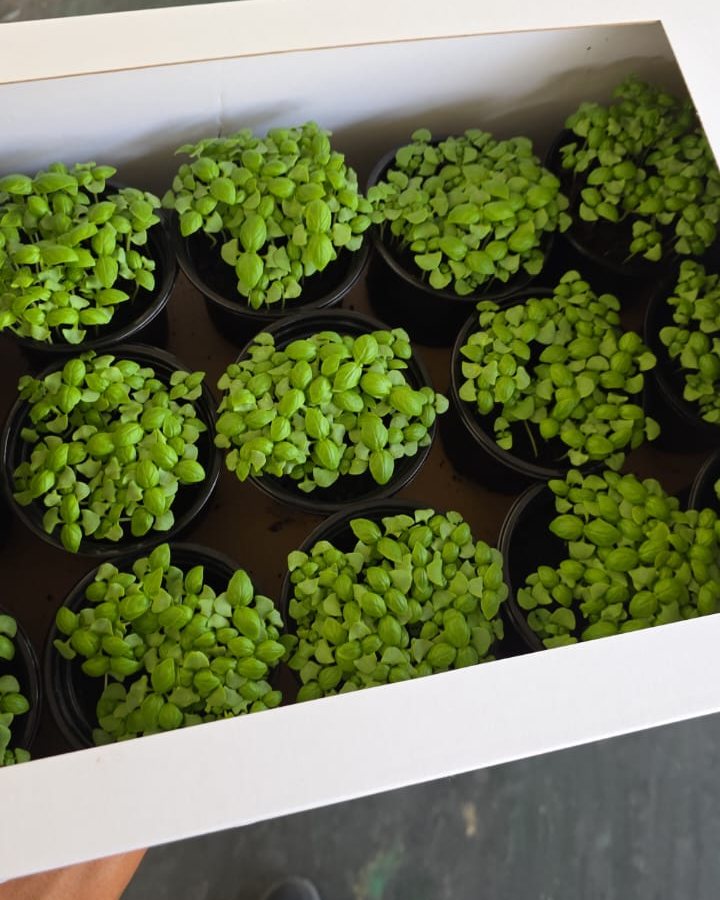 Basil Cress