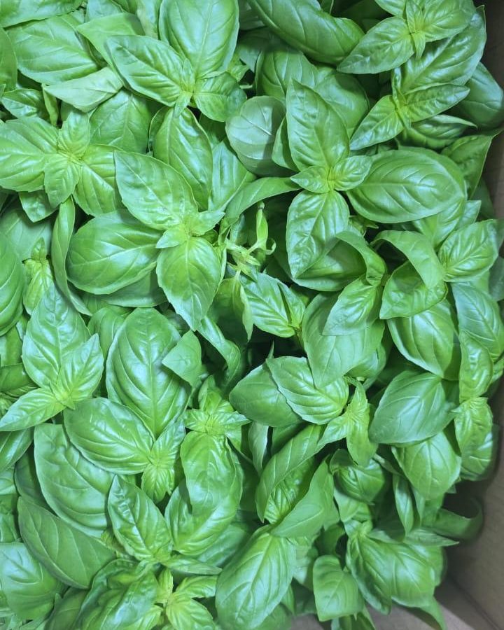 Herbs & Microgreens