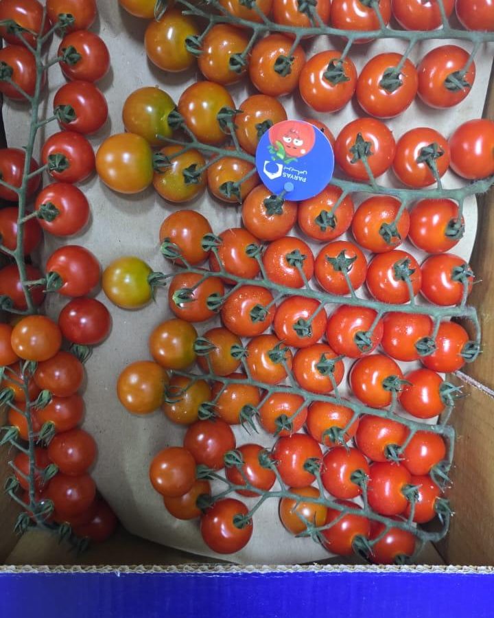 Cherry Tomato on the Vine