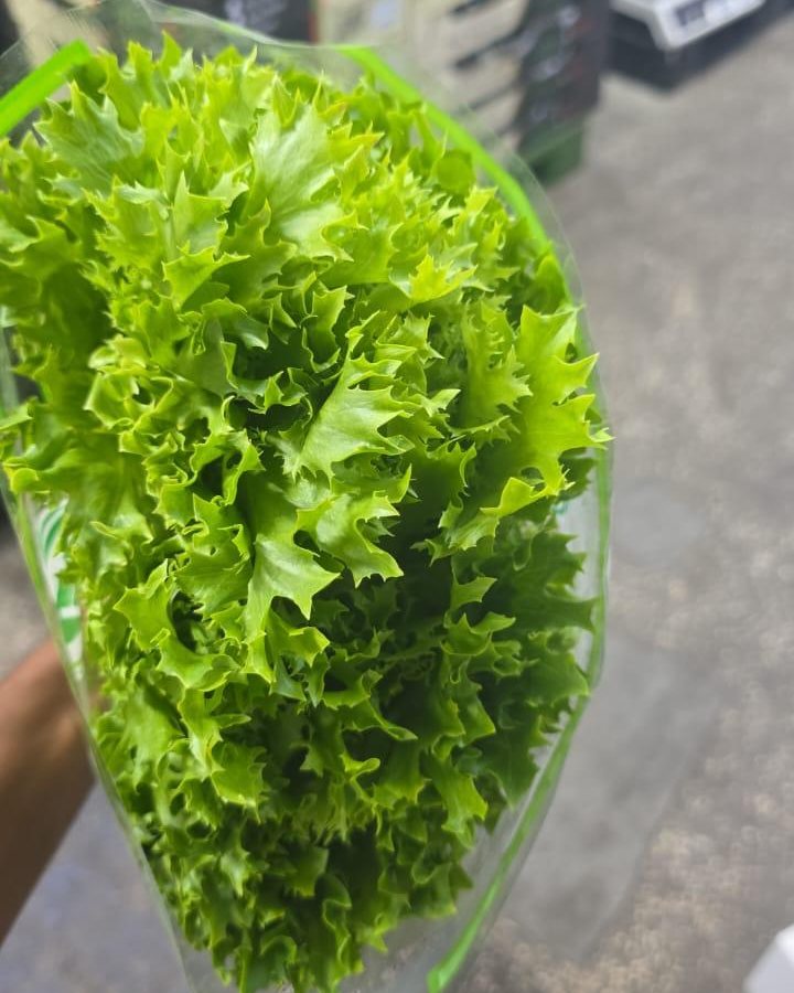 Frisee Green