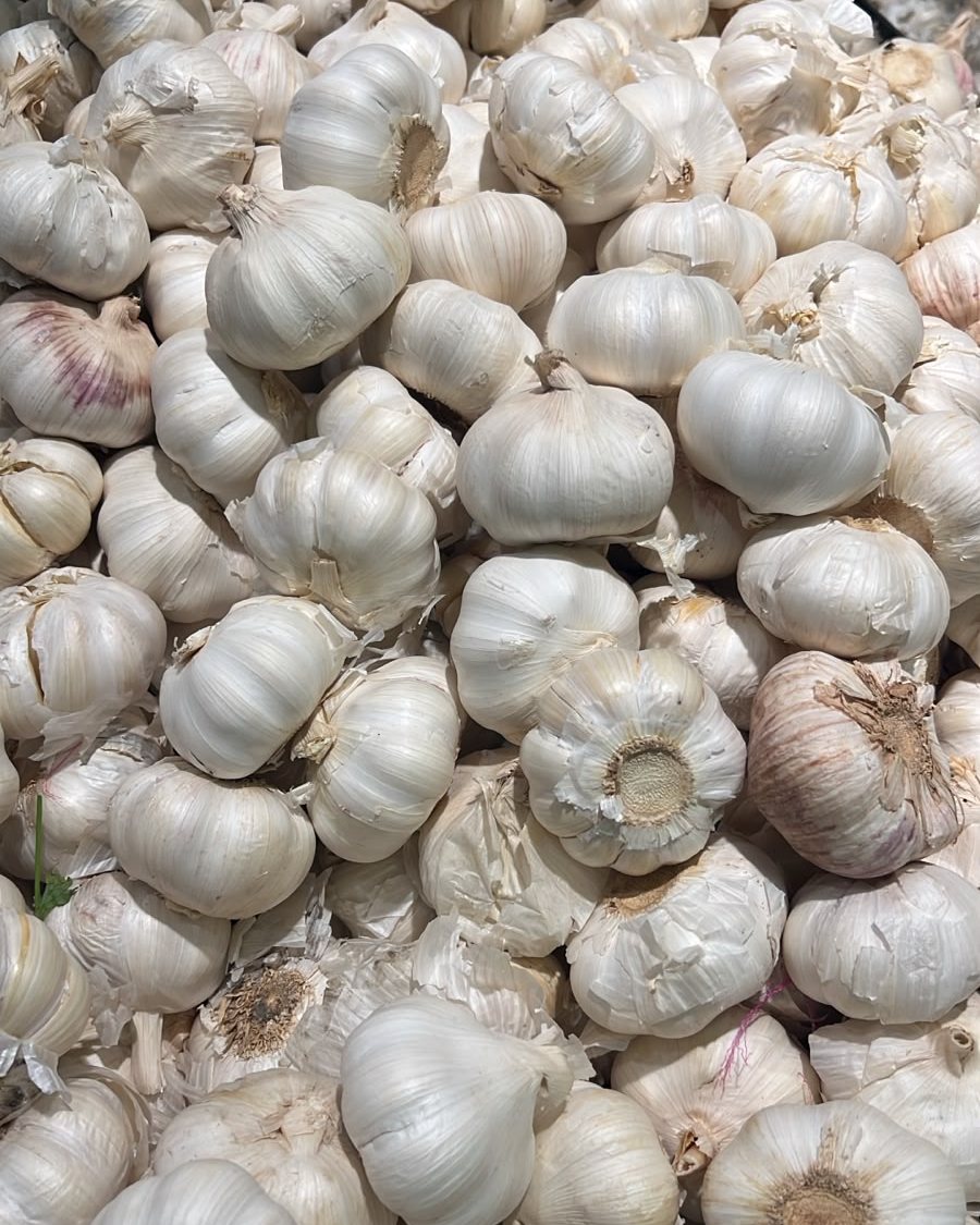 Garlic