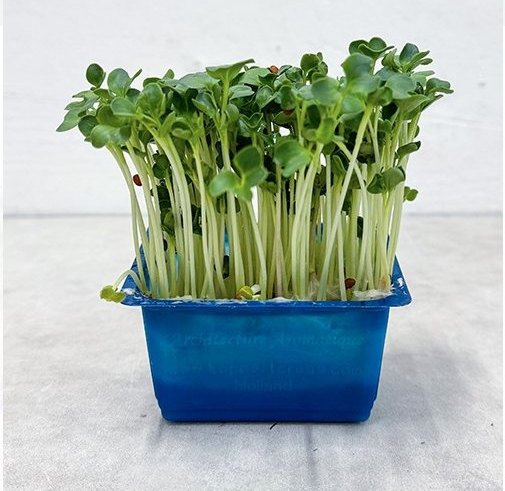 Green Radish Cress
