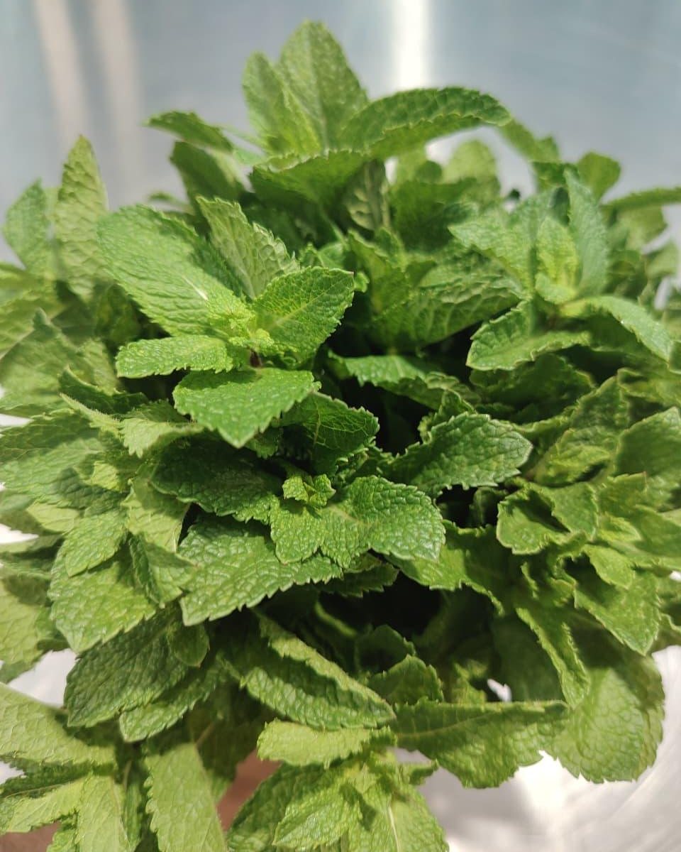 Mint