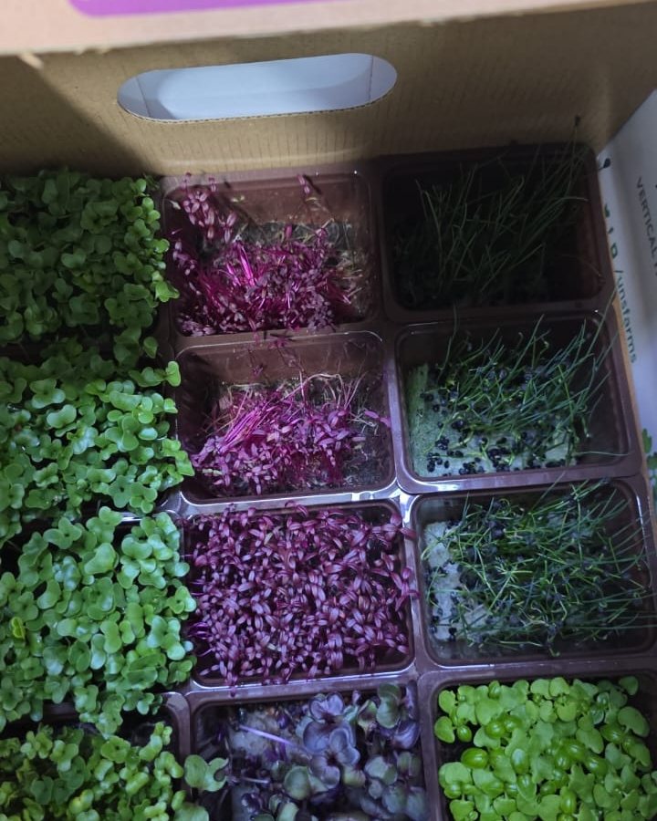 Sakura Mix Microgreens