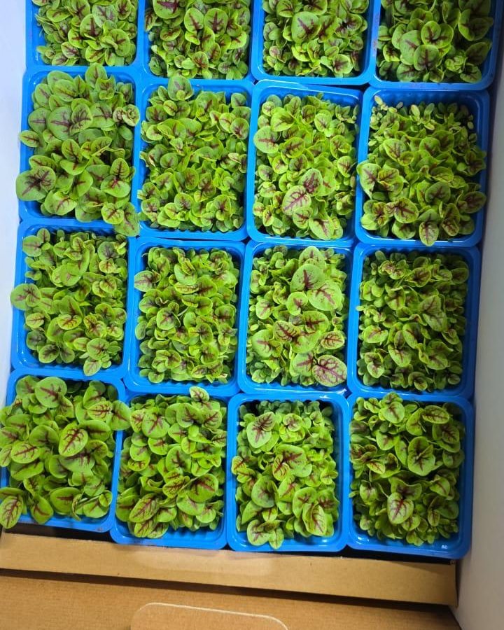 Veno Cress