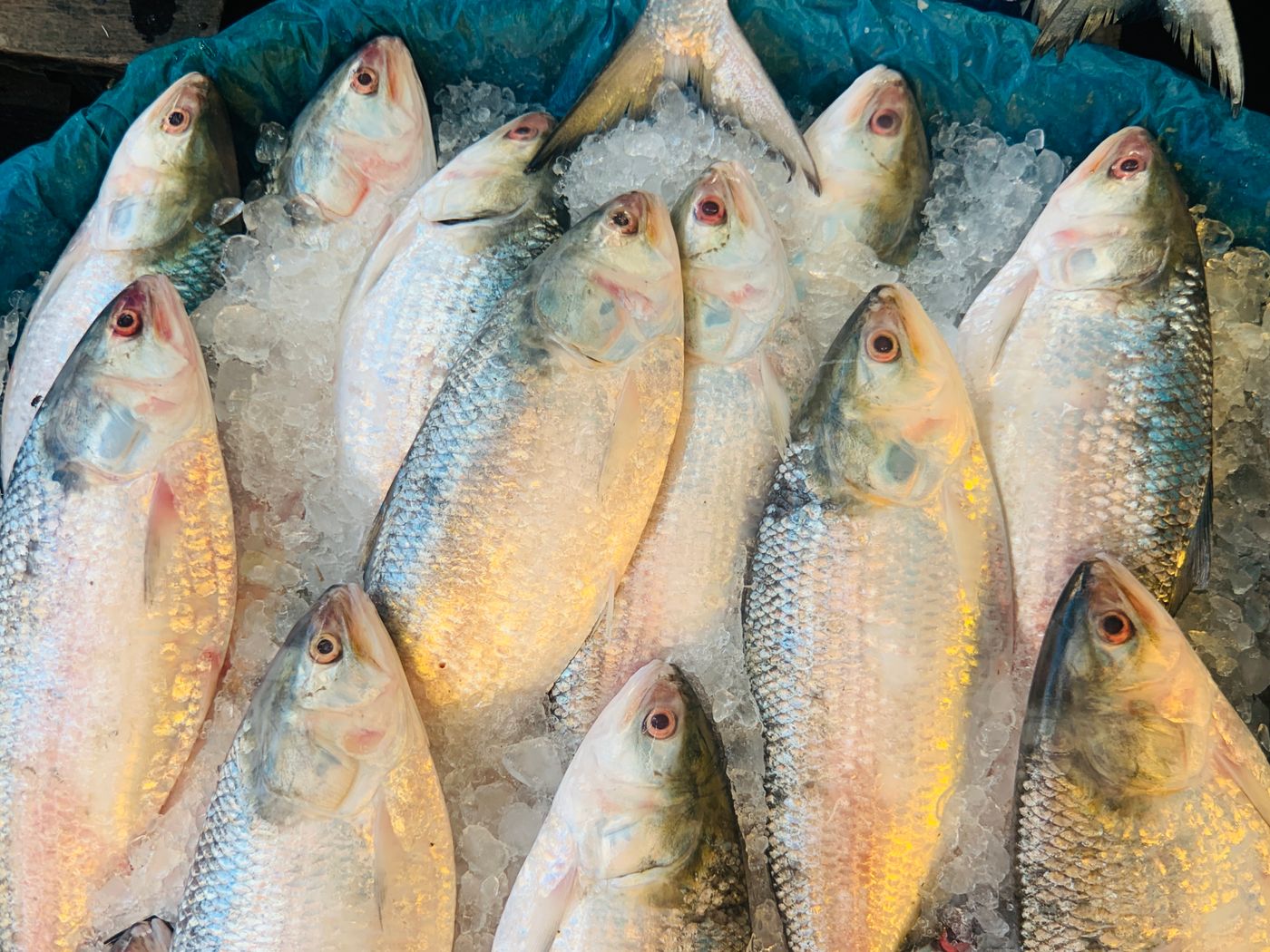 Fish & Seafood
