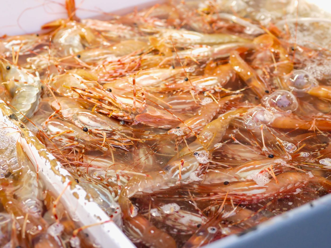 Tiger Prawns