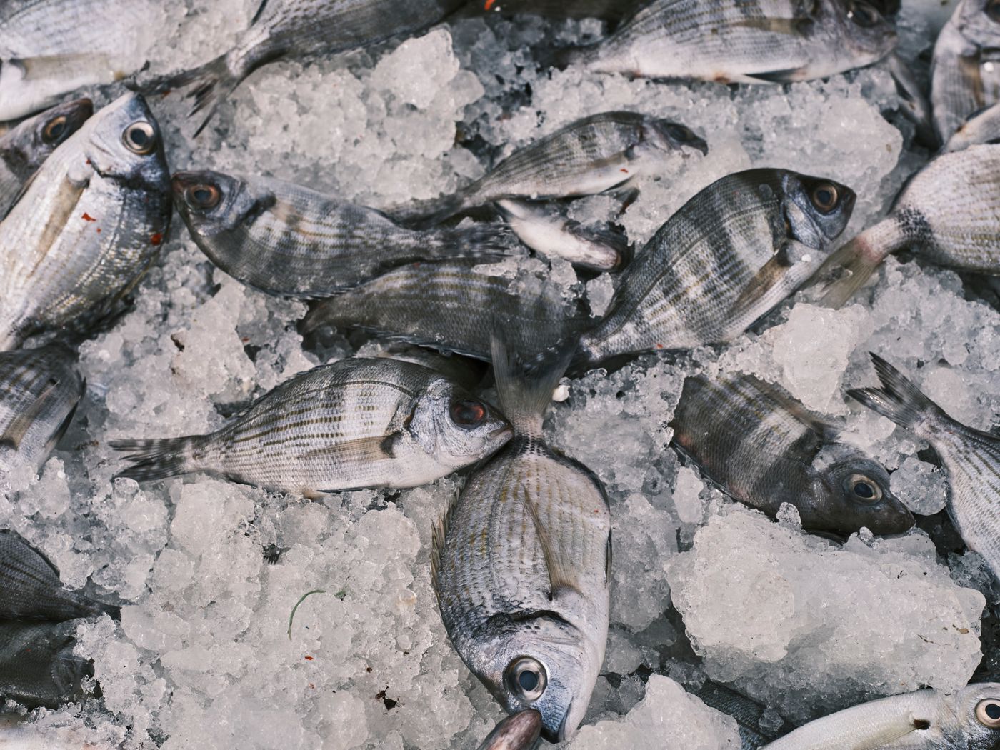 Sea Bream