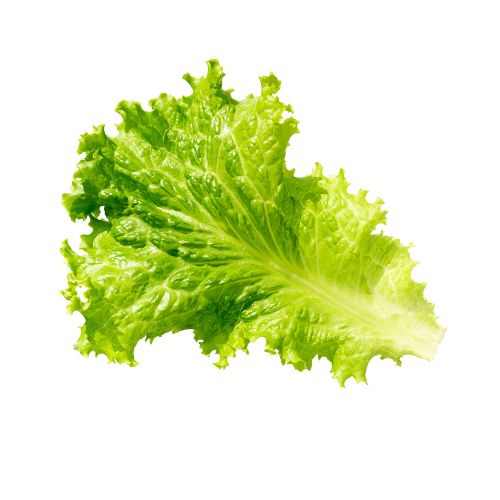 Lettuce